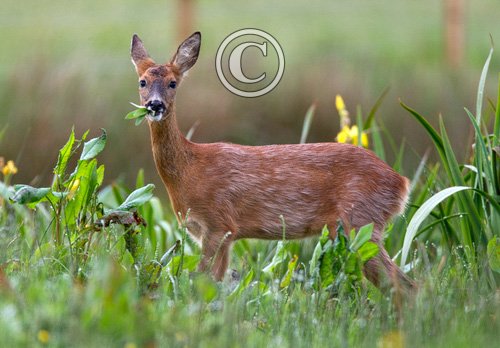 Roe Deer Doe DM1136